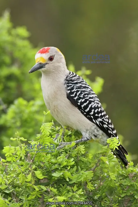 : Golden-fronted Woodpecker : Golden-fronted Woodpecker