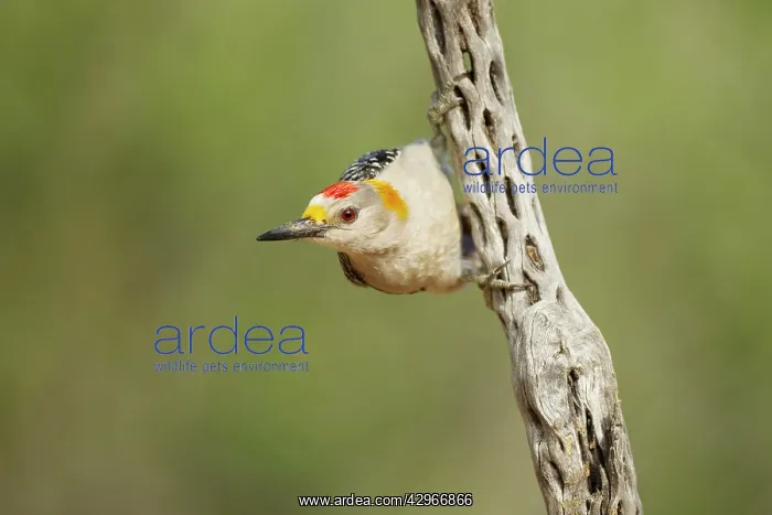 : Golden-fronted Woodpecker : Golden-fronted Woodpecker