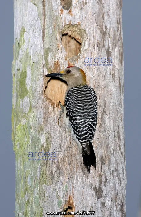 : Golden-fronted Woodpecker : Golden-fronted Woodpecker