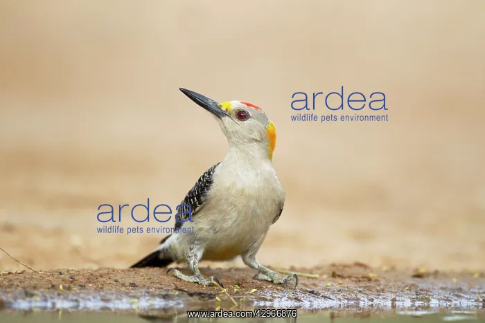 : Golden-fronted Woodpecker - at drinking pool : Golden-fronted Woodpecker - at drinking pool