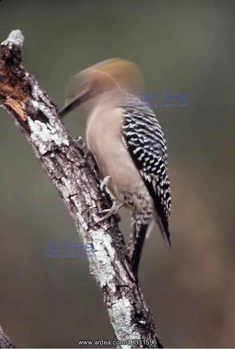  : Golden-Fronted WOODPECKER - drumming  /  pecking on branch