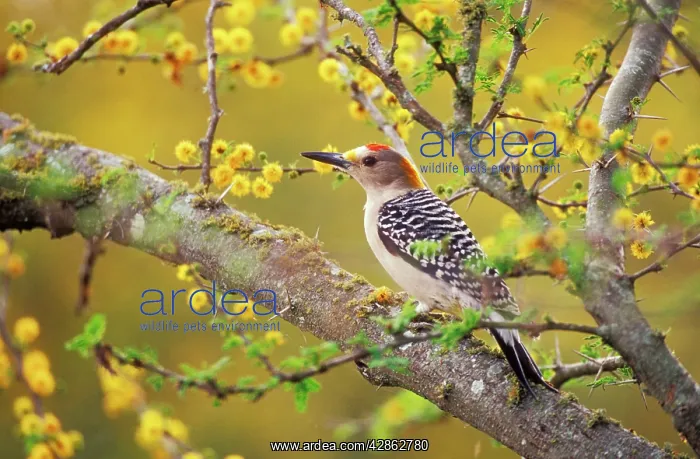 : Golden-fronted WOODPECKER - in Huisache tree : Golden-fronted WOODPECKER - in Huisache tree