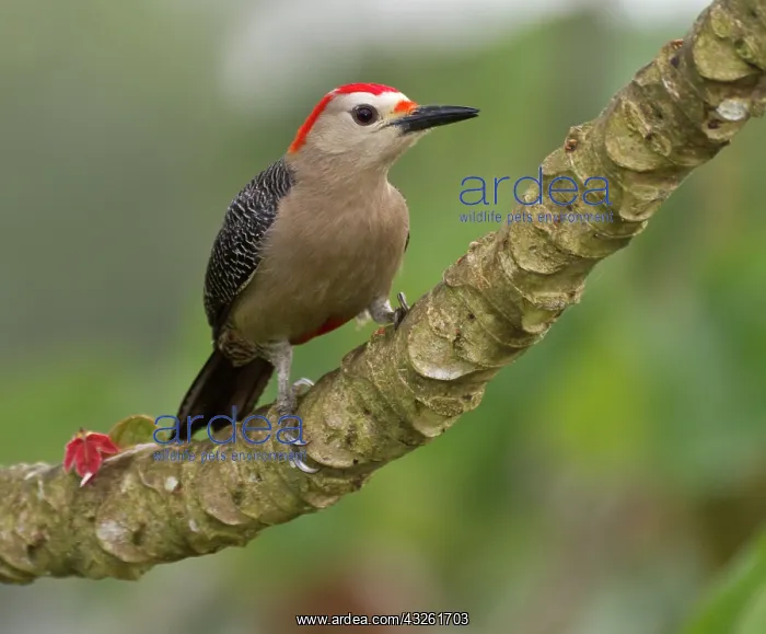 : Golden-fronted woodpecker (Melanerpes aurifons) : Golden-fronted woodpecker (Melanerpes aurifons)