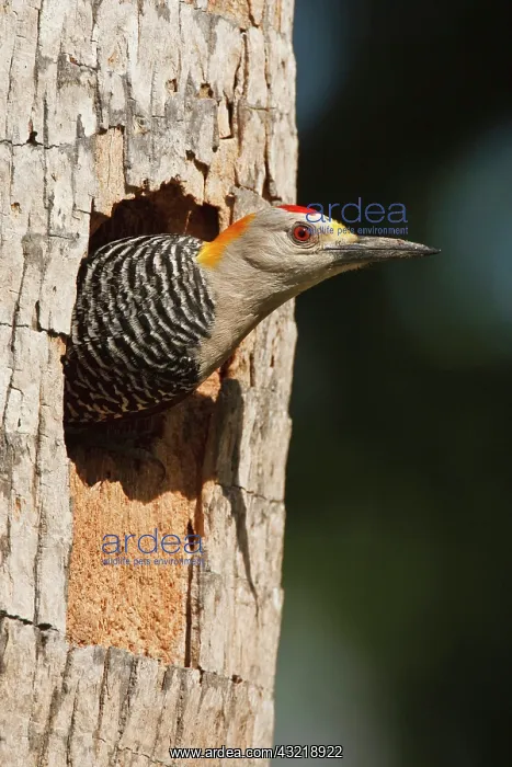  : Golden-fronted Woodpecker (Melanerpes aurifrons)