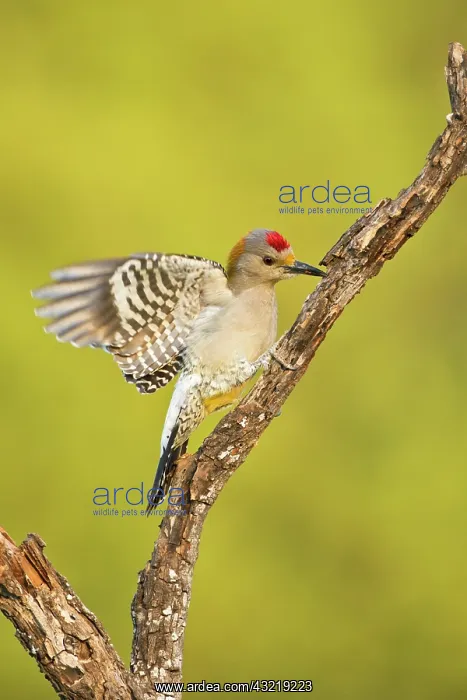 : Golden-fronted Woodpecker (Melanerpes aurifrons) : Golden-fronted Woodpecker (Melanerpes aurifrons)