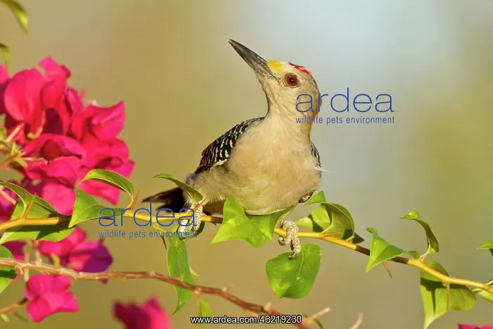 : Golden-fronted Woodpecker (Melanerpes aurifrons) : Golden-fronted Woodpecker (Melanerpes aurifrons)