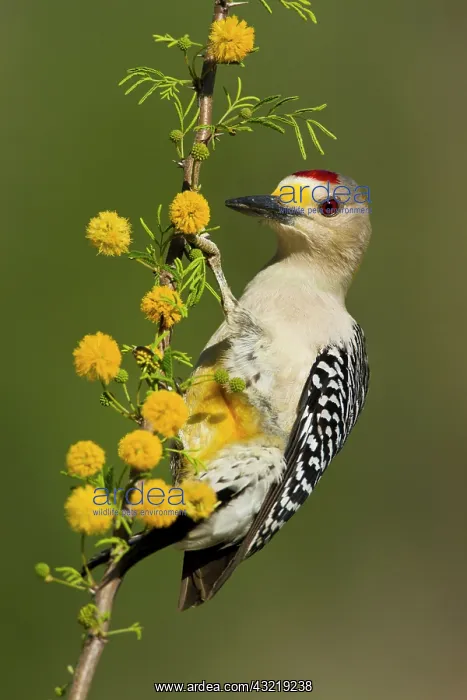 : Golden-fronted Woodpecker (Melanerpes aurifrons) : Golden-fronted Woodpecker (Melanerpes aurifrons)