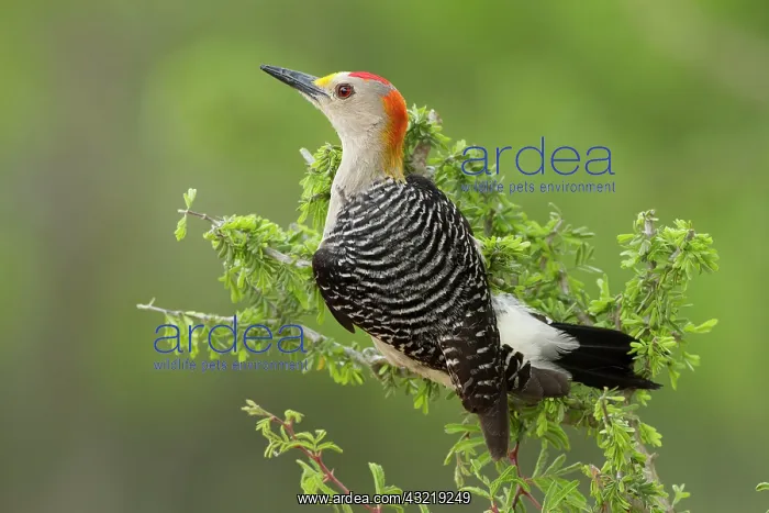 : Golden-fronted Woodpecker (Melanerpes aurifrons) : Golden-fronted Woodpecker (Melanerpes aurifrons)