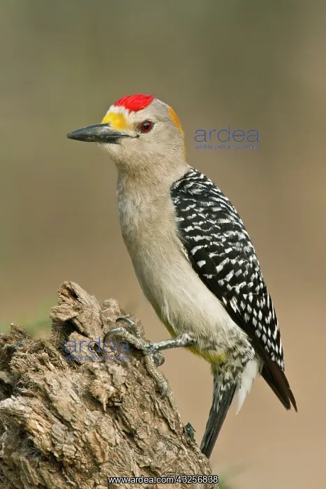 : Golden-fronted Woodpecker (Melanerpes aurifrons) : Golden-fronted Woodpecker (Melanerpes aurifrons)
