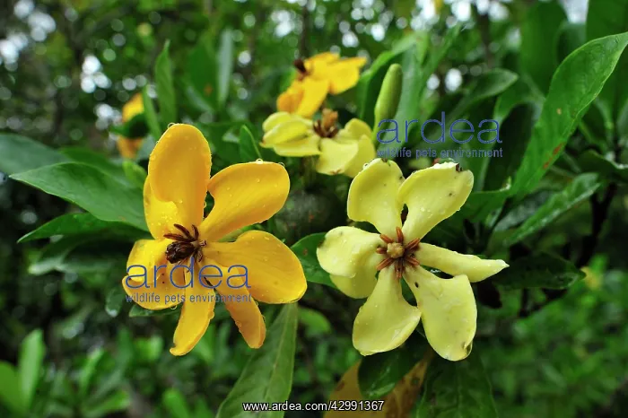 : Golden Gardenia : Golden Gardenia