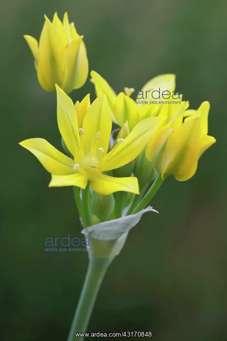 : Golden Garlic, Allium moly, Yellow flowers opening to show s : Golden Garlic, Allium moly, Yellow flowers opening to show s