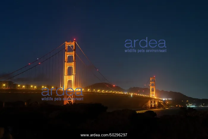 : Golden Gate Bridge : Golden Gate Bridge