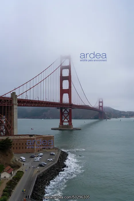 : Golden Gate Bridge : Golden Gate Bridge