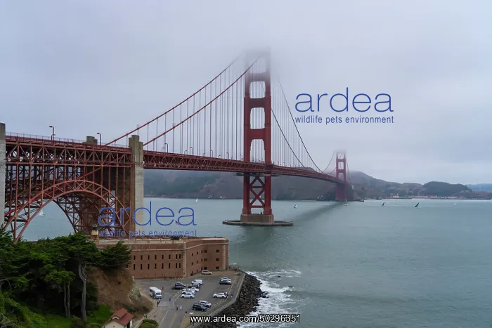 : Golden Gate Bridge : Golden Gate Bridge