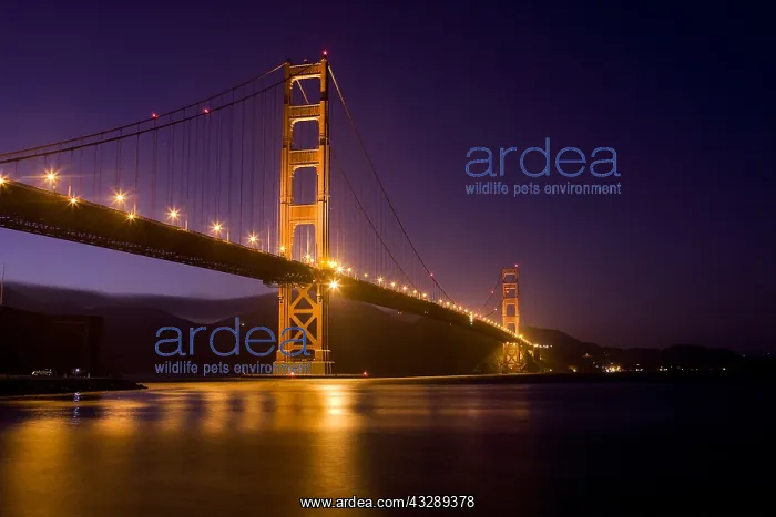 : The Golden Gate Bridge lit up at night from For : The Golden Gate Bridge lit up at night from For