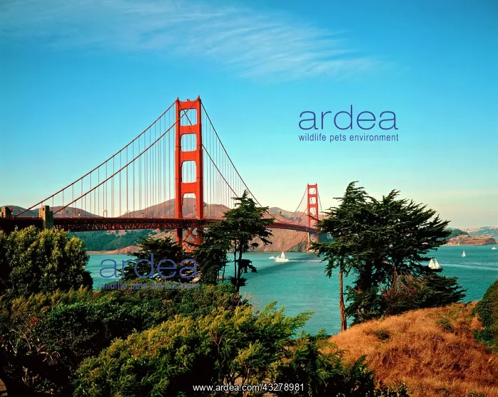 : Golden Gate Bridge, San Francisco, California, USA : Golden Gate Bridge, San Francisco, California, USA