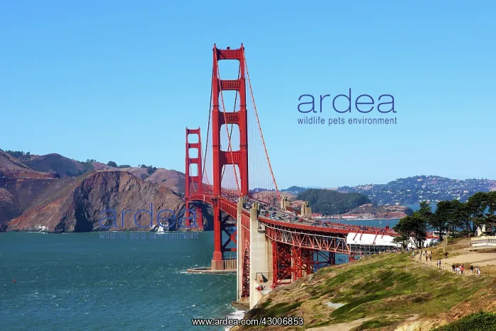: Golden Gate Bridge, San Franciso, California, USA : Golden Gate Bridge, San Franciso, California, USA