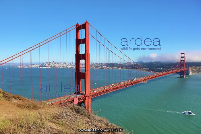 : Golden Gate Bridge, San Franciso, California, USA : Golden Gate Bridge, San Franciso, California, USA