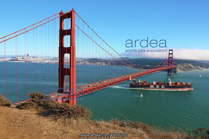 : Golden Gate Bridge, San Franciso, California, USA : Golden Gate Bridge, San Franciso, California, USA