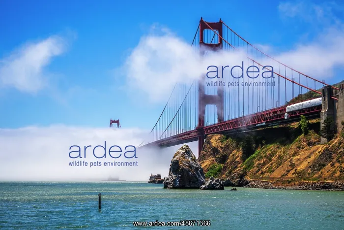 : The Golden Gate Bridge surrounded by fog, San Francisco : The Golden Gate Bridge surrounded by fog, San Francisco