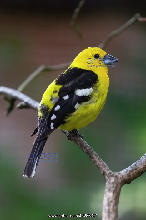 : Golden Grosbeak, / Southern Yellow Grosbeak, perched : Golden Grosbeak, / Southern Yellow Grosbeak, perched