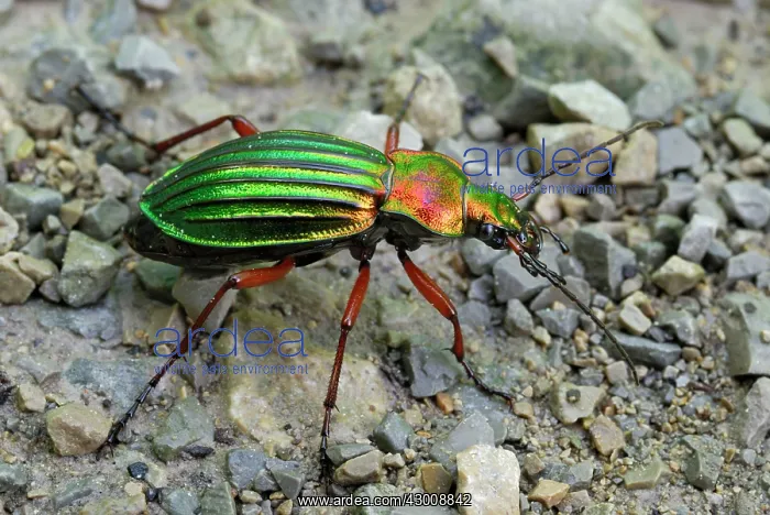 : Golden Ground Beetle : Golden Ground Beetle
