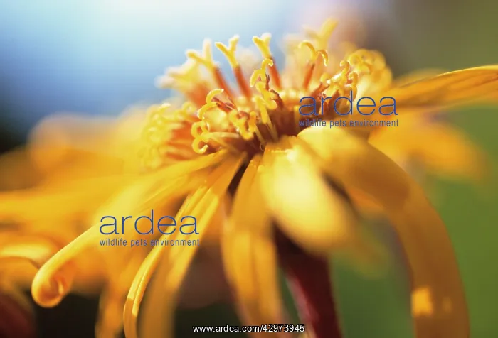 : Golden Groundsel : Golden Groundsel