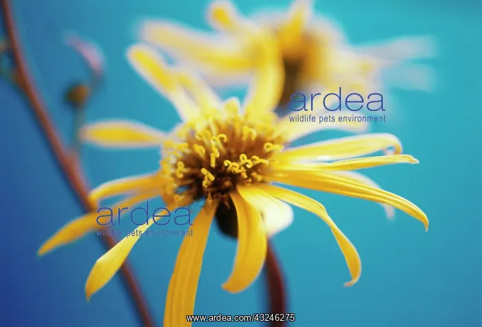 : Golden Groundsel : Golden Groundsel