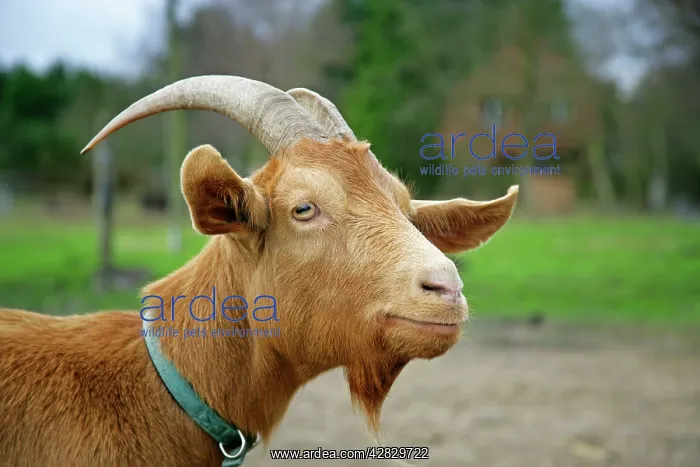  : Golden Guernsey Goat