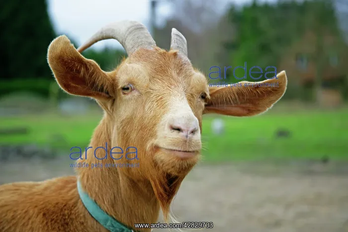  : Golden Guernsey Goat
