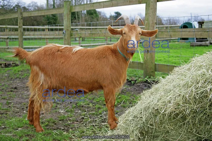 : Golden Guernsey Goat eating hay : Golden Guernsey Goat eating hay