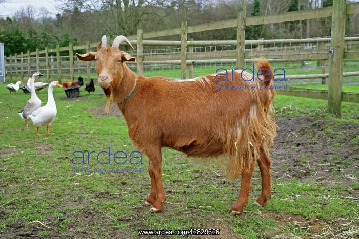  : Golden Guernsey Goat in farm yard