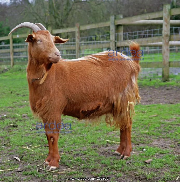  : Golden Guernsey Goat in farm yard