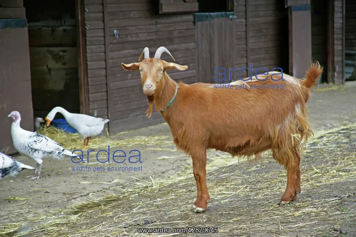  : Golden Guernsey Goat in farm yard