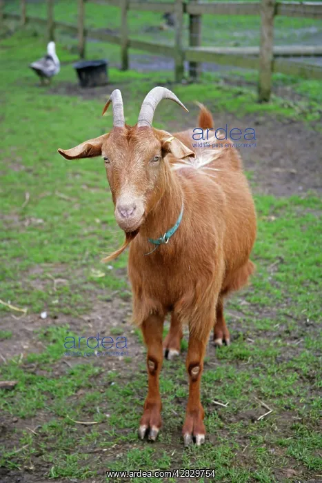  : Golden Guernsey Goat in farm yard