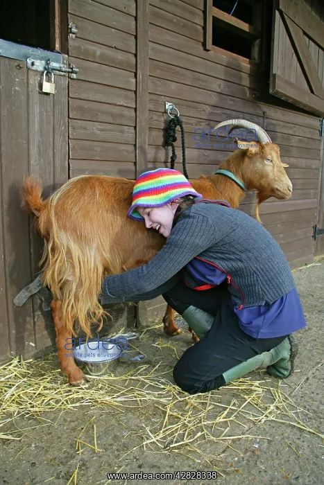  : Golden Guernsey Goat in farm yard being milked