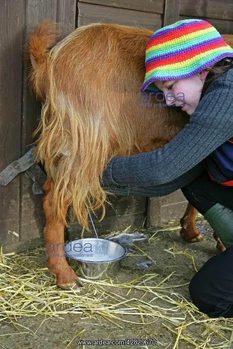  : Golden Guernsey Goat in farm yard being milked