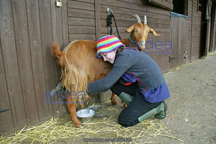  : Golden Guernsey Goat in farm yard being milked
