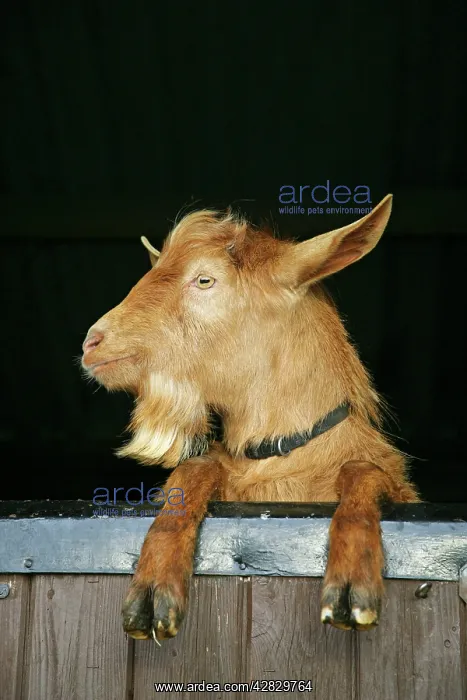  : Golden Guernsey Goat looking over stable door
