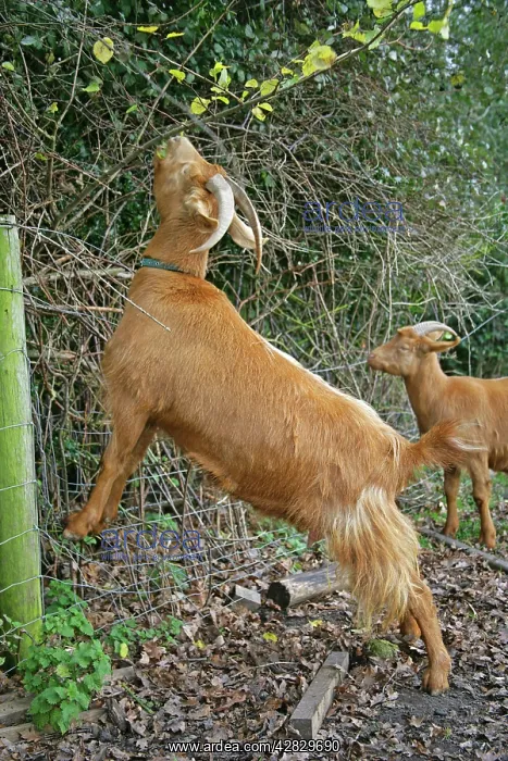 : Golden Guernsey Goat stretching up to eat leaves : Golden Guernsey Goat stretching up to eat leaves