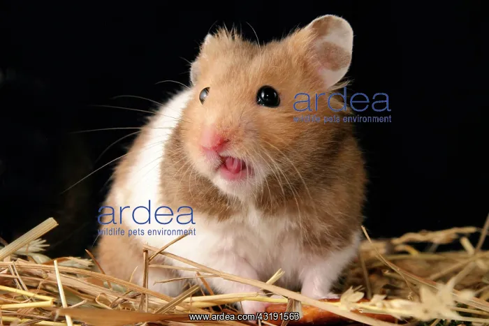 : Golden hamster : Golden hamster