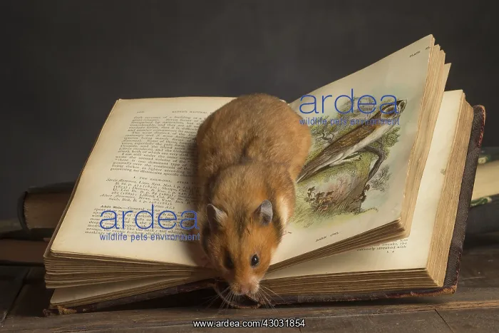  : Golden Hamster under a book