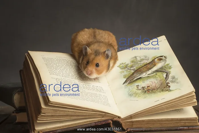  : Golden Hamster under a book