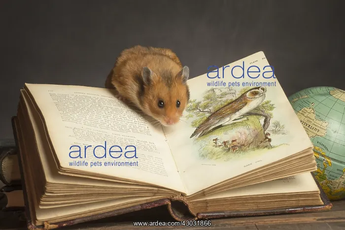  : Golden Hamster under a book