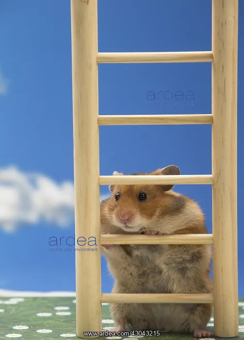  : Golden Hamster climbing a ladder