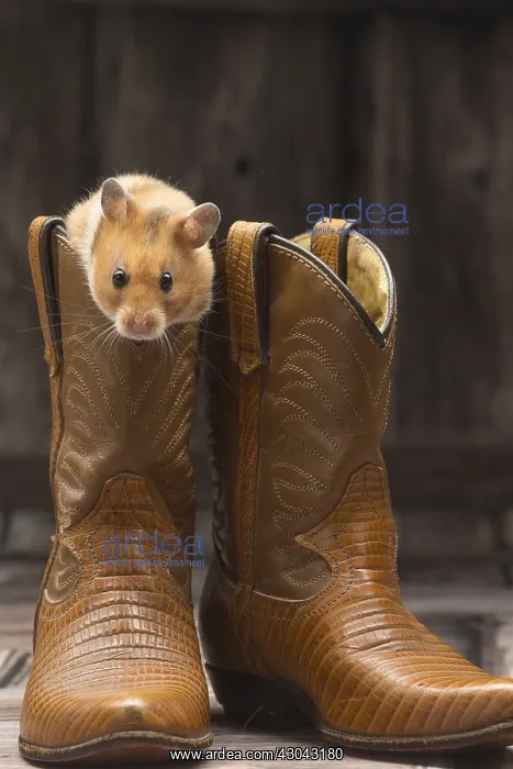  : Golden Hamster with cowboy boots