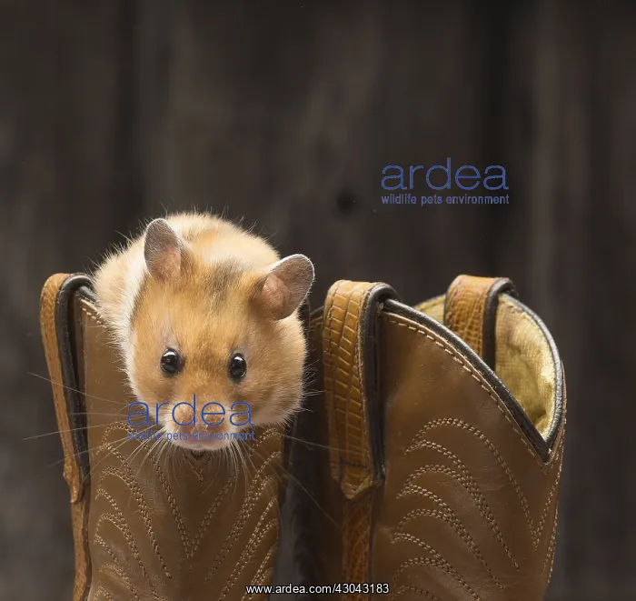  : Golden Hamster with cowboy boots