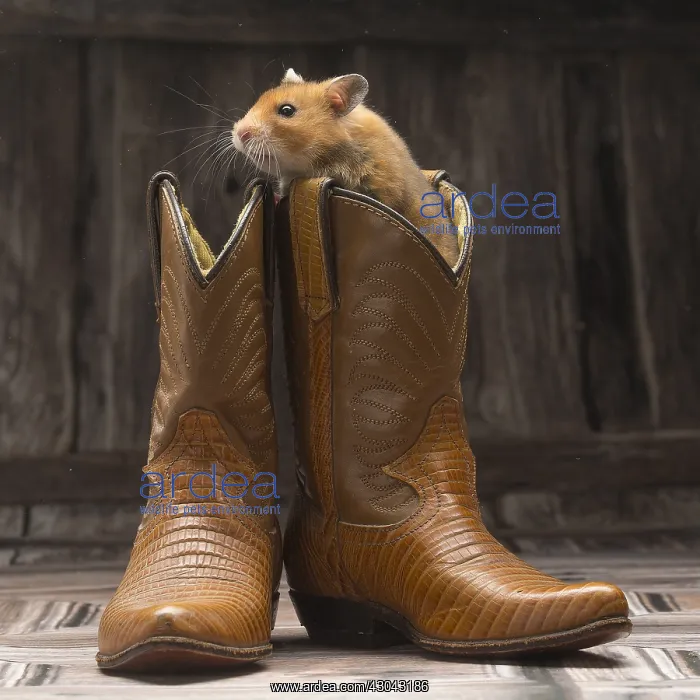 : Golden Hamster with cowboy boots
