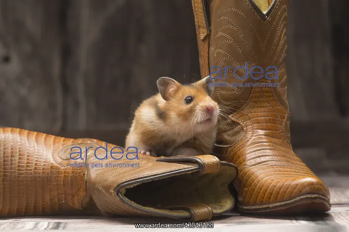  : Golden Hamster with cowboy boots