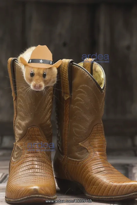 : Golden Hamster in cowboy boots wearing cowboy hat : Golden Hamster in cowboy boots wearing cowboy hat